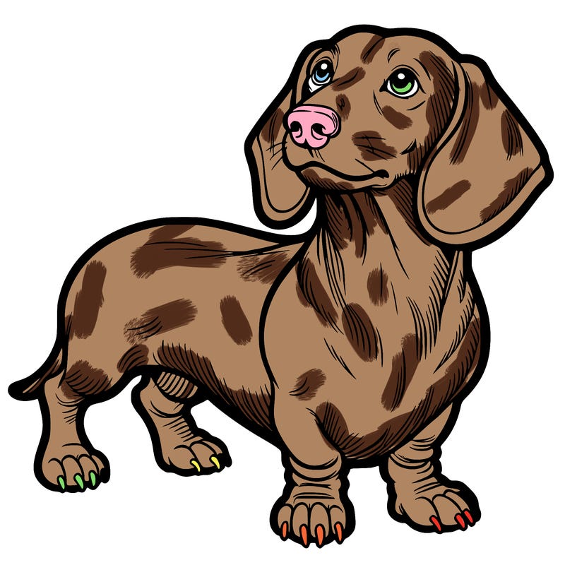dachshund