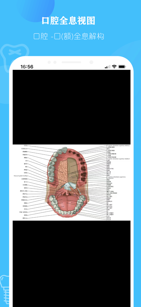 口腔解剖图 — 口腔牙科精美科普全息插图 - Un diagramma medico dettagliato dell'anatomia della mascella superiore e del palato umano con etichette nell'app Oral Anatomy