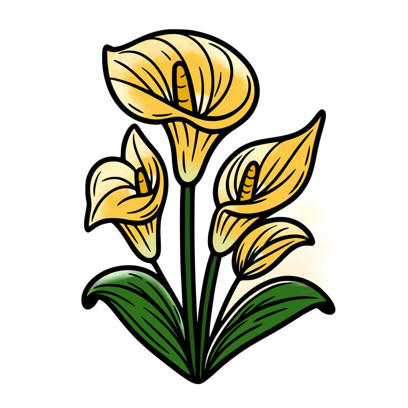 lilly calla flowers cute