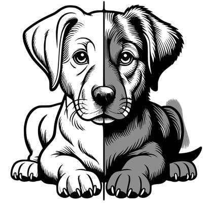 realistic dog split picture