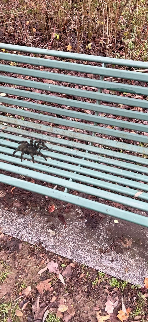 Realistic AR spider on a green metal bench