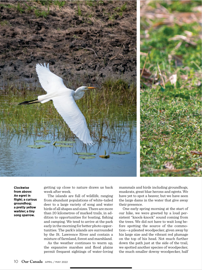 Uma página digital do aplicativo Our Canada para iPad apresentando uma garça branca em voo e um artigo sobre vida selvagem.