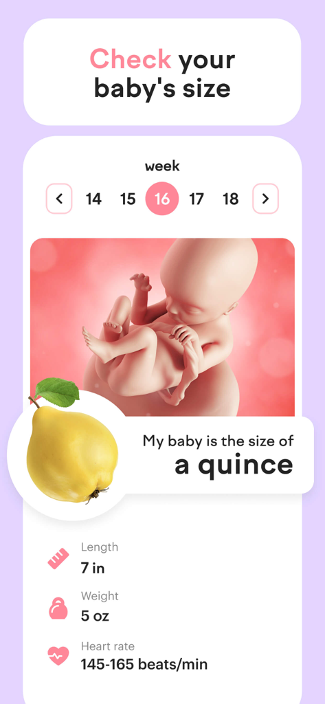 amma pregnancy app screen showing baby size comparison to a quince at week 16 with development stats
