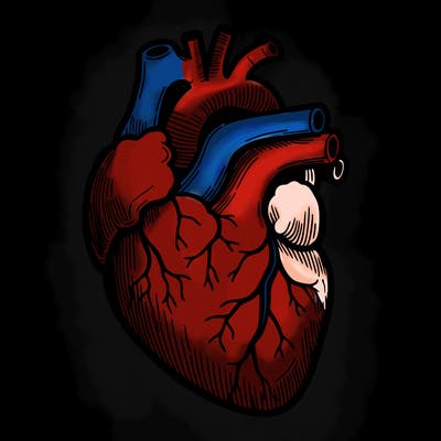 a realistic human heart