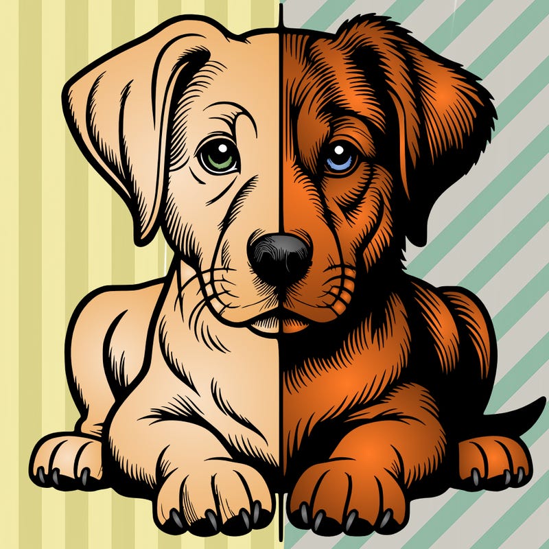 realistic dog split picture