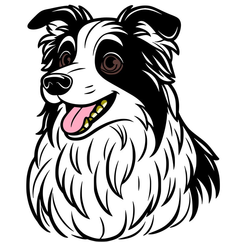 border collie