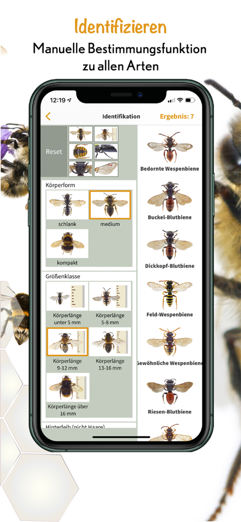 Manuelles Identifizierungswerkzeug in der Wildbienen Id App mit Filtern für Körperform und -größe von Bienen.