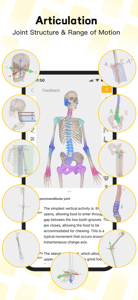 Um modelo esquelético interativo 3D demonstrando a estrutura articular e a amplitude de movimento no aplicativo Seebody