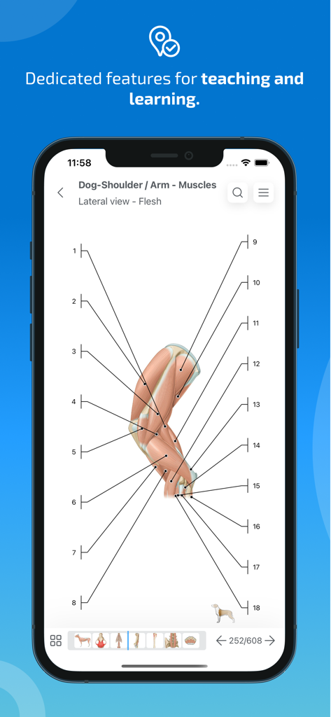 IMAIOS vet-Anatomy - Anatomical diagram of dog shoulder and arm muscles in the IMAIOS vet-Anatomy app interface