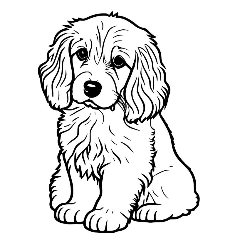 a caliveir puppy king charles