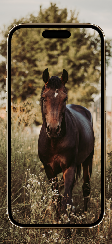 Equestrian App - A brown horse standing in a field of wildflowers displayed on a smartphone screen.
