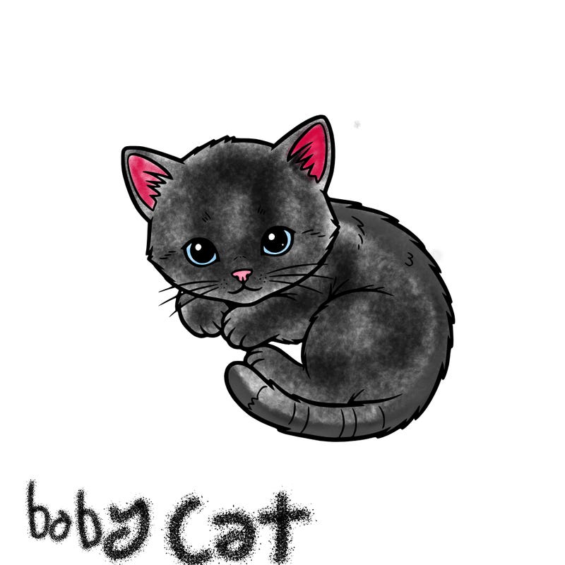 baby cat