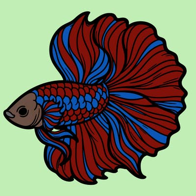 betta fish