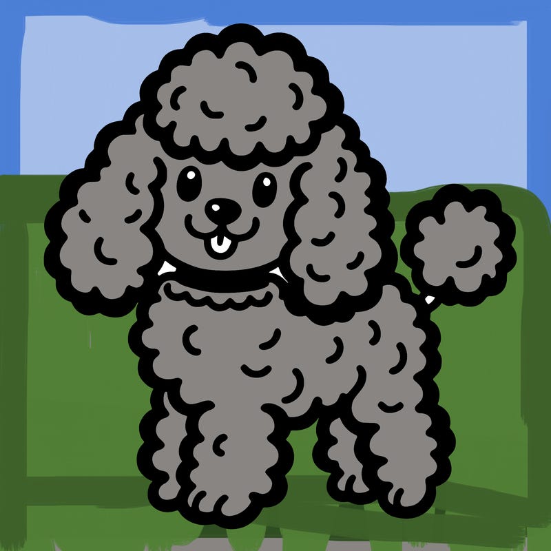 poodle dog