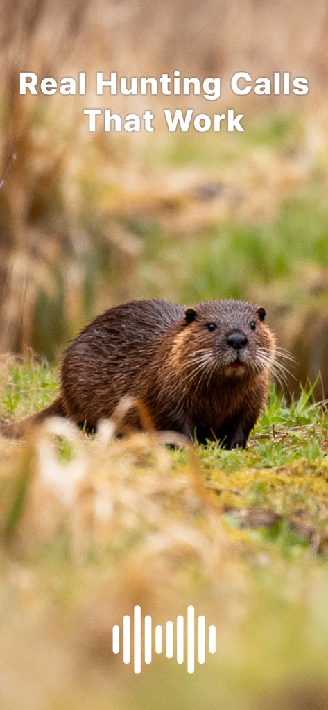 Hunting Calls: Nutria & Otter - Nutria en su hábitat natural con un texto superpuesto que dice Llamadas de Caza Reales Que Funcionan