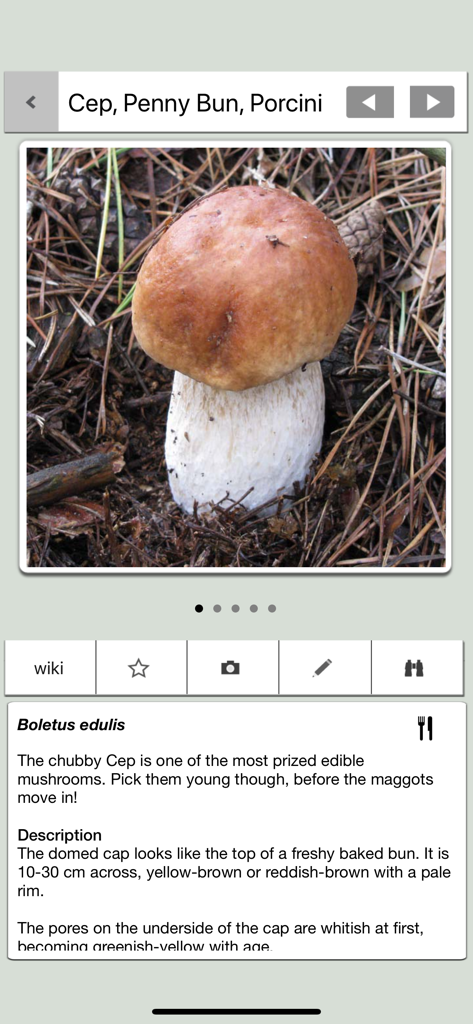 Mushrooms & other Fungi UK - Mushrooms and other Fungi UK app screen showing identification info for a Porcini mushroom