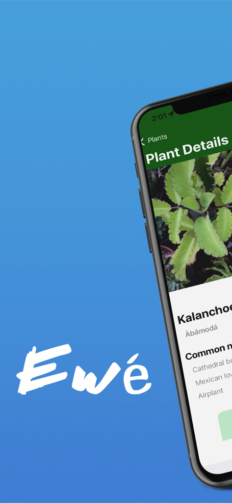 Osanyin app plant details screen showing identification for Kalanchoe with its Yoruba name Abamoda