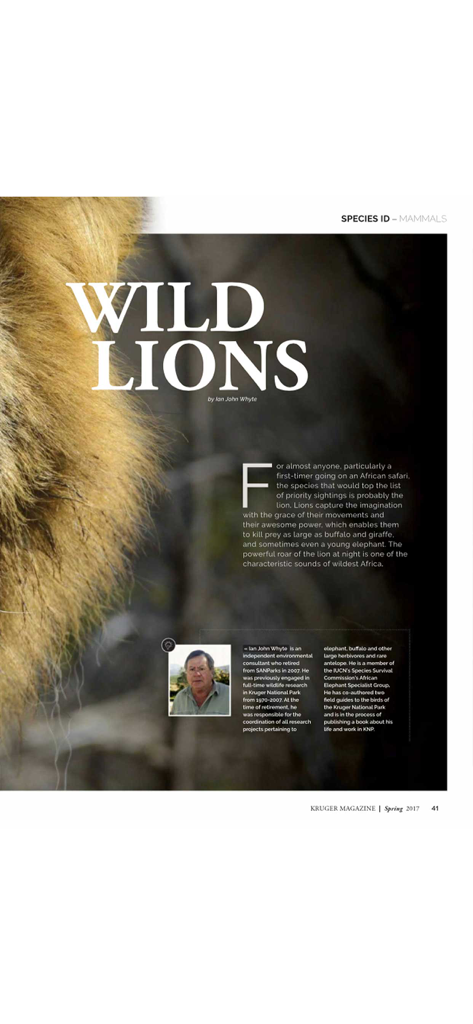 Kruger Magazine - Article about wild lions in the Kruger Magazine app featuring expert wildlife photography and species identification content
