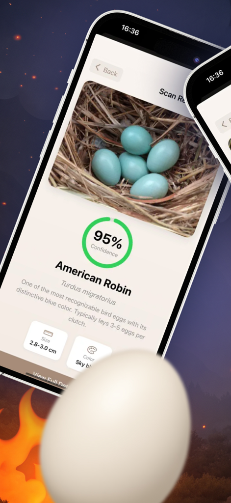 Écran d'application mobile montrant les résultats d'identification par IA pour des œufs de Rouge-gorge américain bleutés dans un nid avec un score de confiance de 95 %.