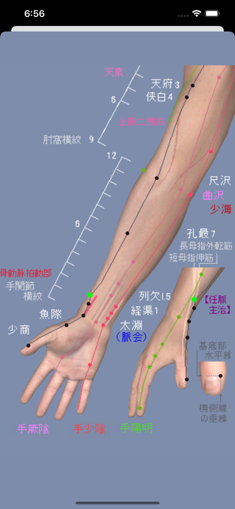 3D anatomical model of an arm showing meridians and acupuncture points