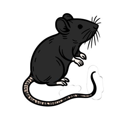 rat