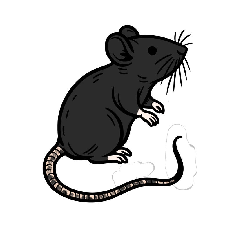 rat