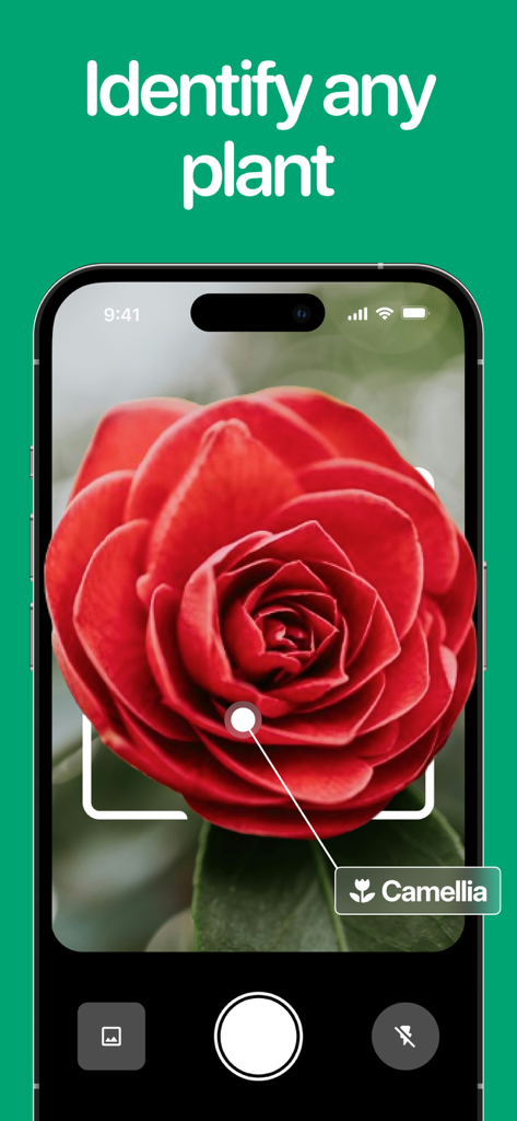 Planto: Plant Identifier - A smartphone displaying the Planto app identifying a red camellia flower using the camera