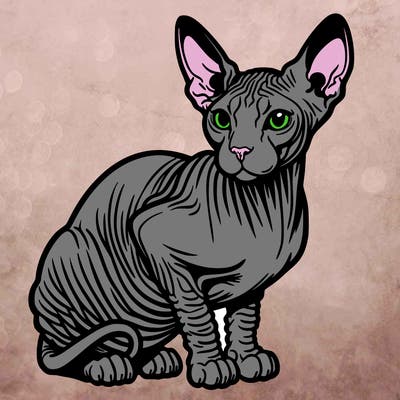 sphynx cat