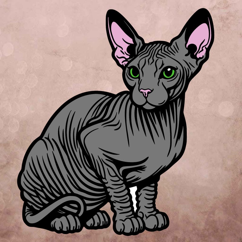 sphynx cat