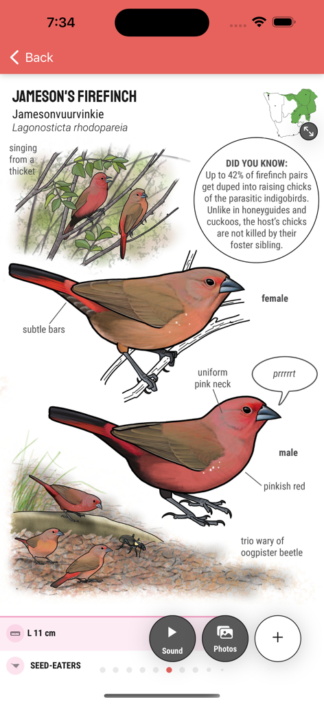 Firefinch - Detailed bird profile of a Jamesons Firefinch with scientific illustrations and facts.