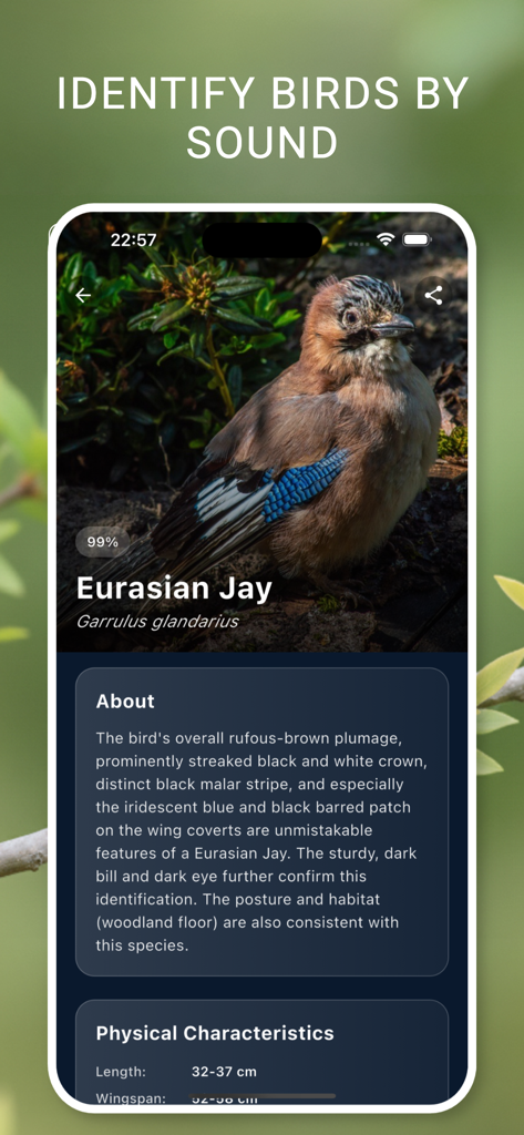Pantalla de la aplicación de identificación de aves mostrando una Garduña Europea con un noventa y nueve por ciento de coincidencia y información detallada de la especie