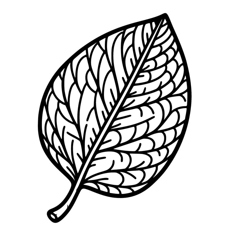 white leaf