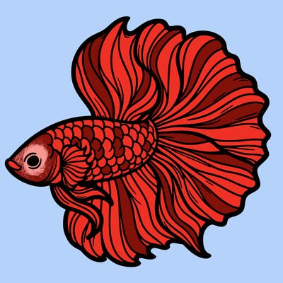 betta fish