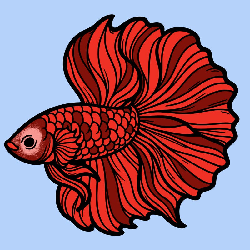 betta fish
