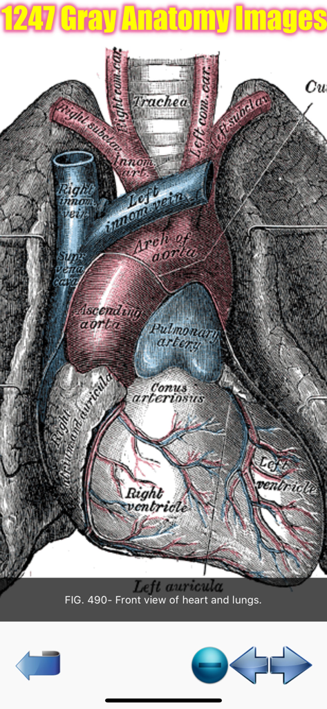 Visual Anatomy Lite - A detailed anatomical illustration of the front view of the human heart and lungs from Gray's Anatomy.
