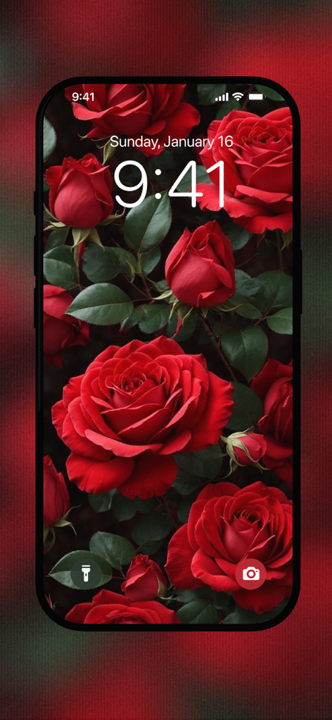 Red Rose Wallpapers Flowers - Graphics & Design App | MWM