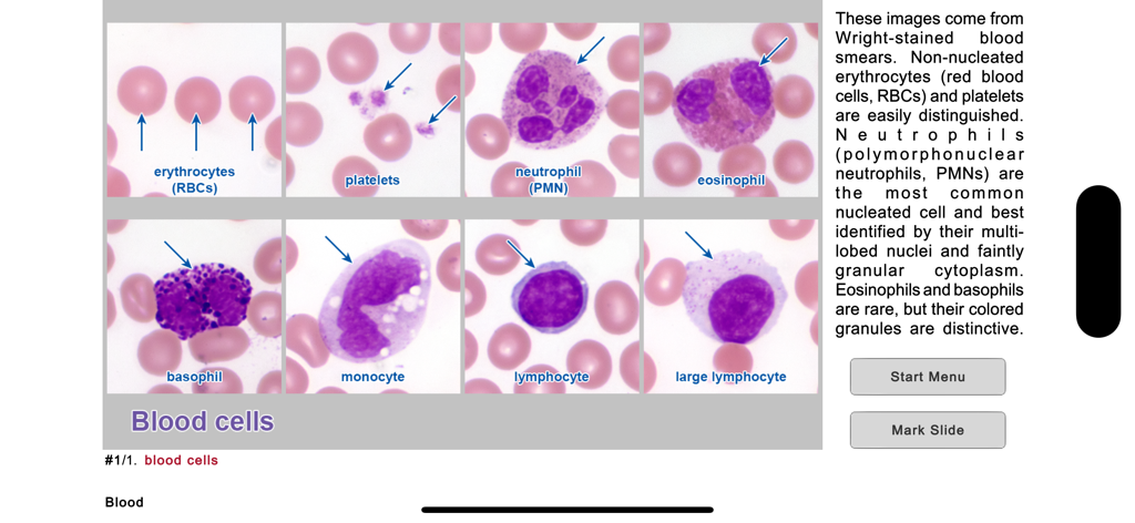 Histo! - Histologie-Lernfolie mit beschrifteten mikroskopischen Bildern verschiedener Blutzellen