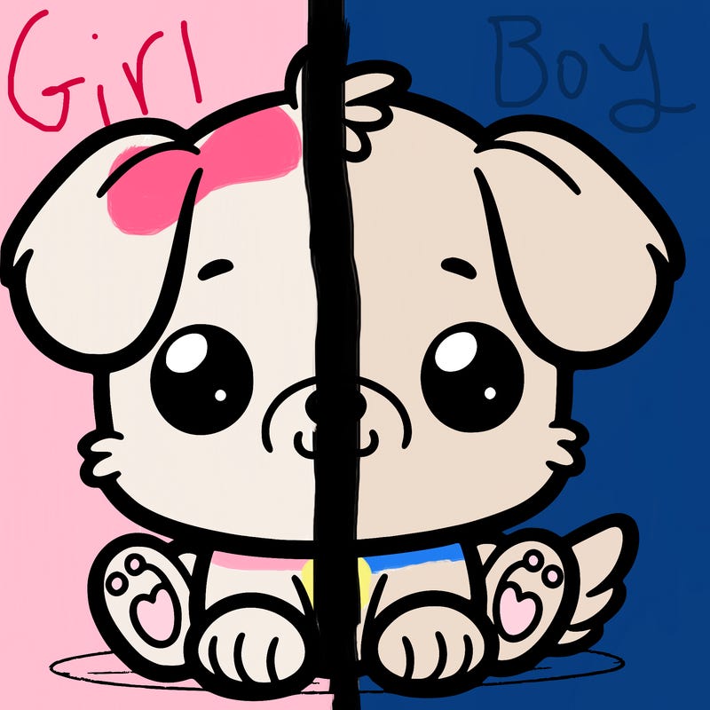 cute puppy