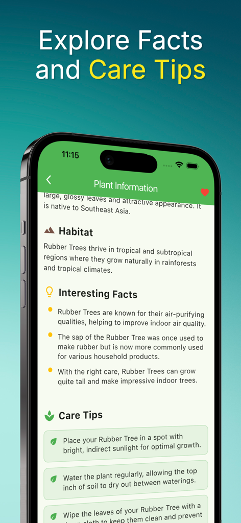 Leaf identification - Plantree - A smartphone screen from the Plantree app displaying detailed information facts and care tips for a rubber tree