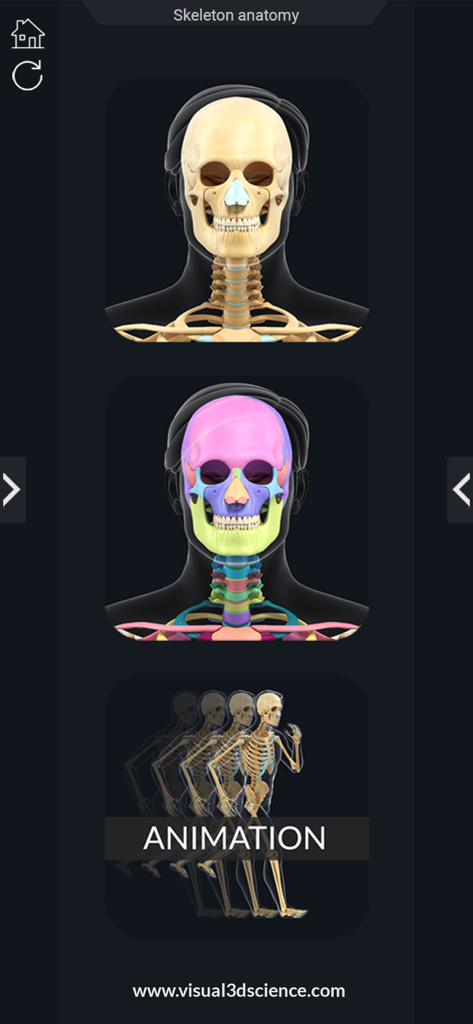 My Skeleton Anatomy - Interface showing 3D realistic skull models color coded bone segments and skeletal movement animation