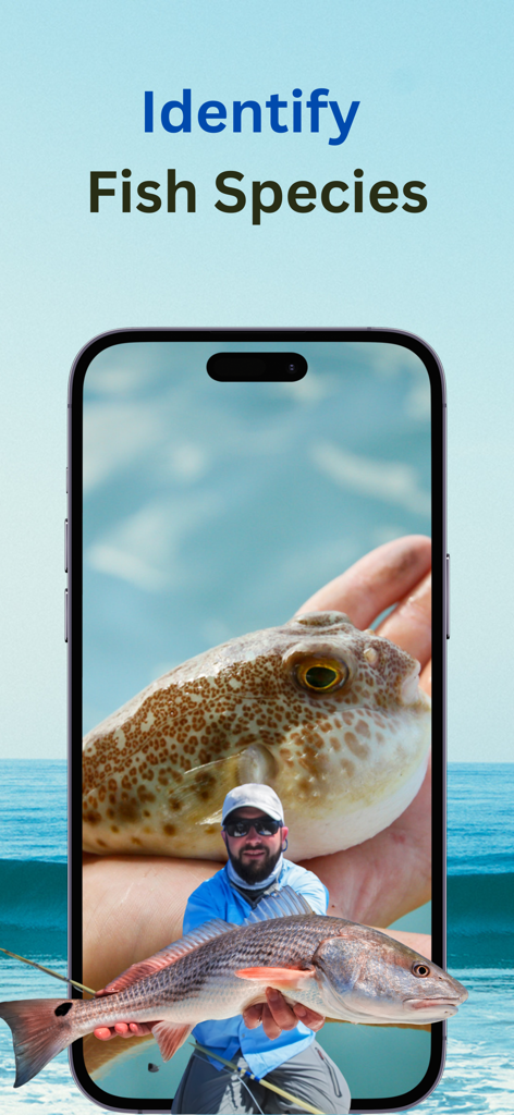 Fish Identifier : Fishverify - An iPhone displaying the Fish Identifier app showing a pufferfish and a red drum for species identification.