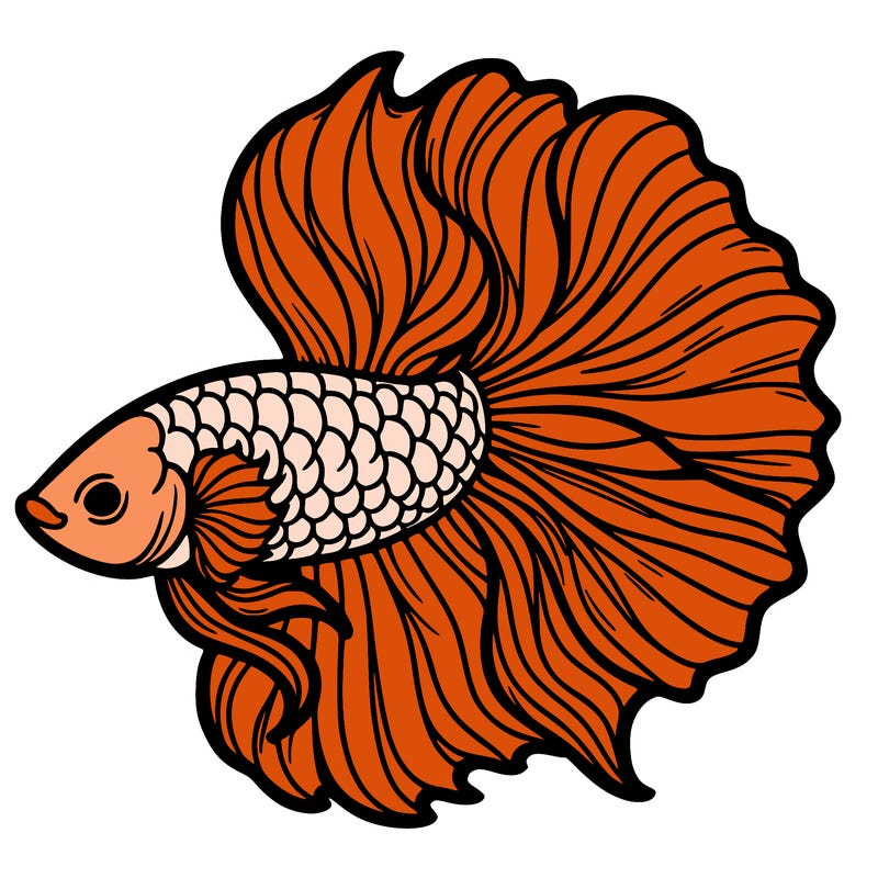 betta fish