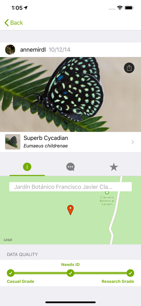 Interfaccia dell'app iNaturalist Classic che mostra un'osservazione di farfalla con nome scientifico e mappa della posizione