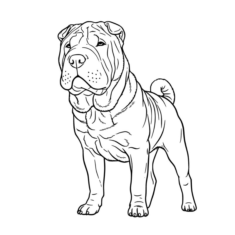 sharpei