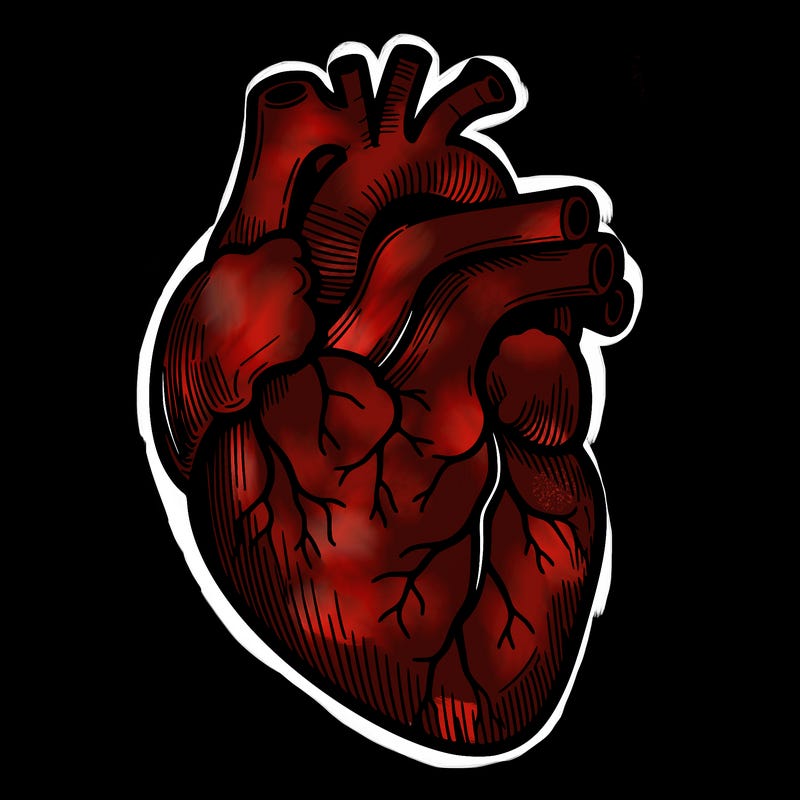 a realistic human heart