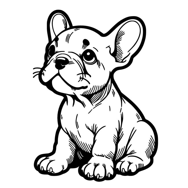 french bulldog puppy