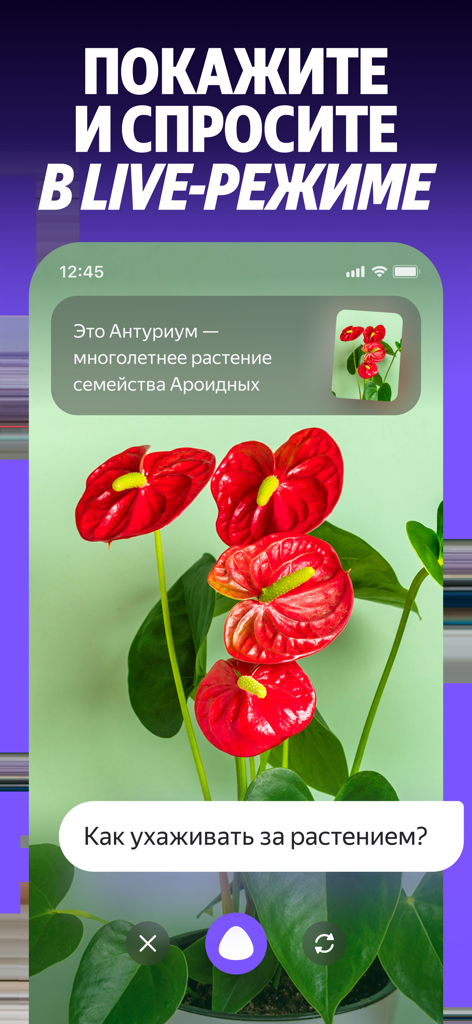 Alice AI assistant using live mode to identify a plant and provide care instructions