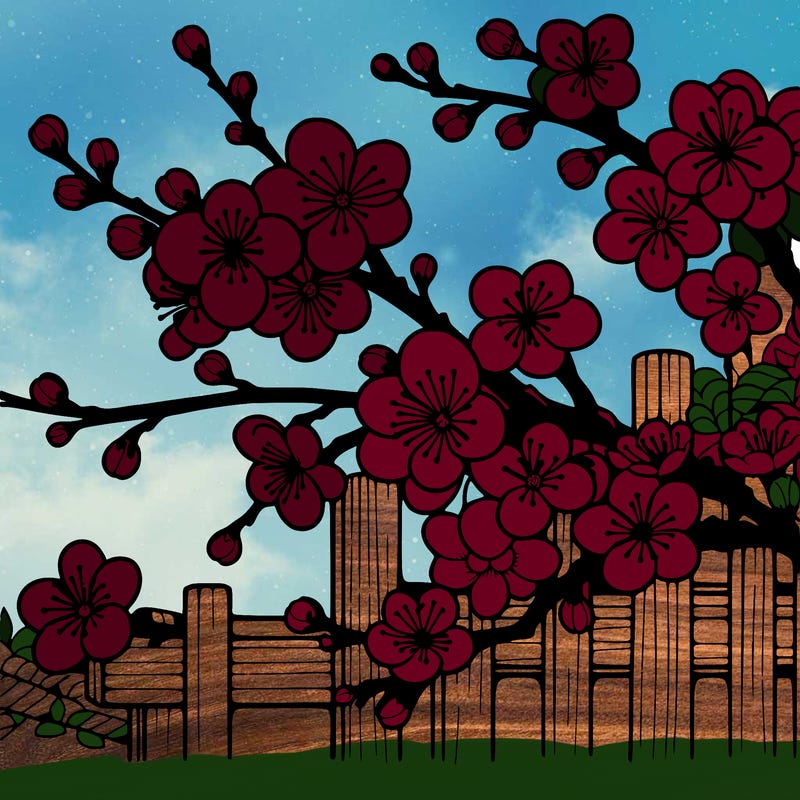 japan cherry blossom