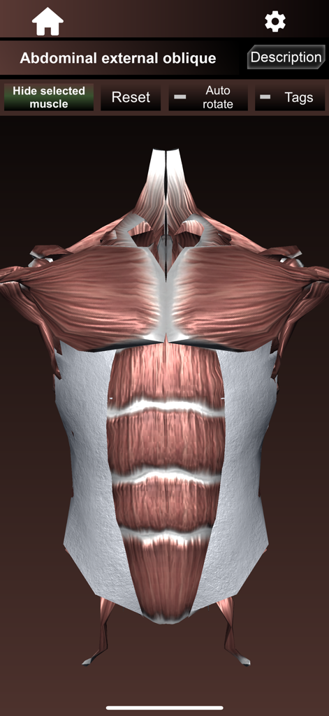 Modelo anatômico 3D interativo destacando os músculos oblíquos externos abdominais