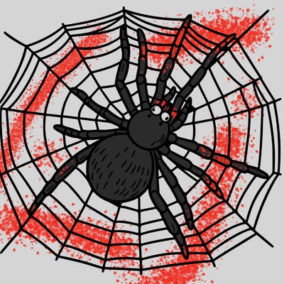 spider on a web